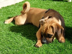 Pet Turf – Pet-Friendly Artificial Grass